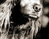 Old Friend - 8 x 10 Print