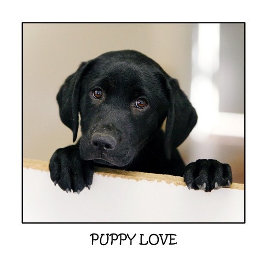 Puppy Love - 8 x 8 Print