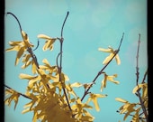 5x5 fine art photograph /// forsythia flowers /// nature photo by lesley sico