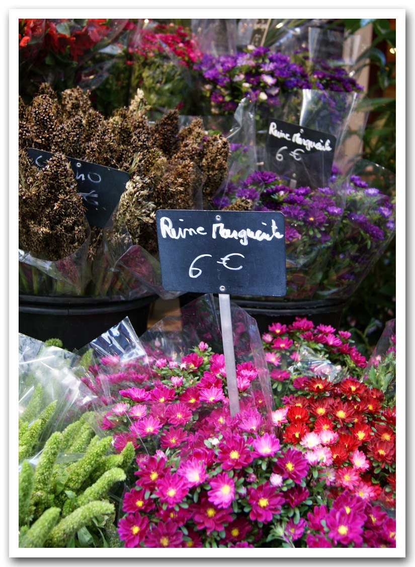 5x7 fine art photograph /// reine marguerite, aster flowers /// paris photo by lesley sico