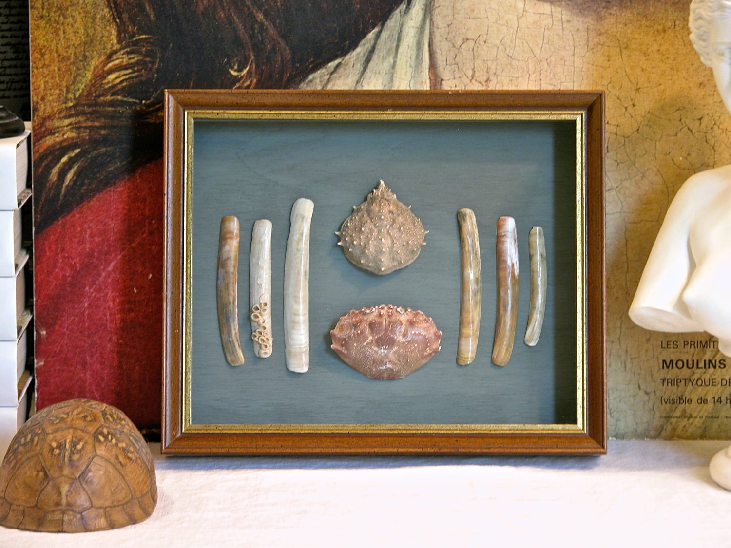 Sea Life Specimen Display