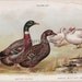 vintage poultry chromolithograph - DUCKS - farm art print from the early 1900s