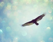 Soaring bird photography turquoise blue brown wall art boho wall decor nature photography fine art 8x10 bird print