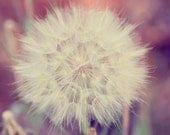 dandelion art nature photography purple plum beige sage botanical print bohemian wall decor fine art nature photography 8x10 photograph