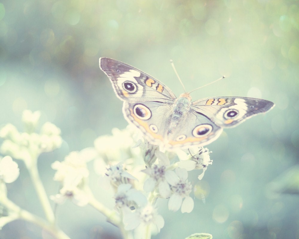 butterfly photograph emerald green teal blue white shabby chic decor butterfly art 8x10 fine art nature photo