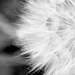 black and white photography dandelion fine art nature print silver grey winter white black minimalist monochromatic 8x10 print