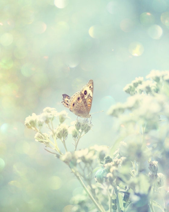 Mint butterfly photograph shabby chic butterfly photo print fine art nature photography light blue green cream butterfly art