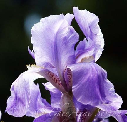 Purple Iris Glow  Fine Art photo print 8x10