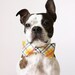 Yellow Plaid Dog Bow-tie - Handmade Dog Accessories - Regular and Large Sizes