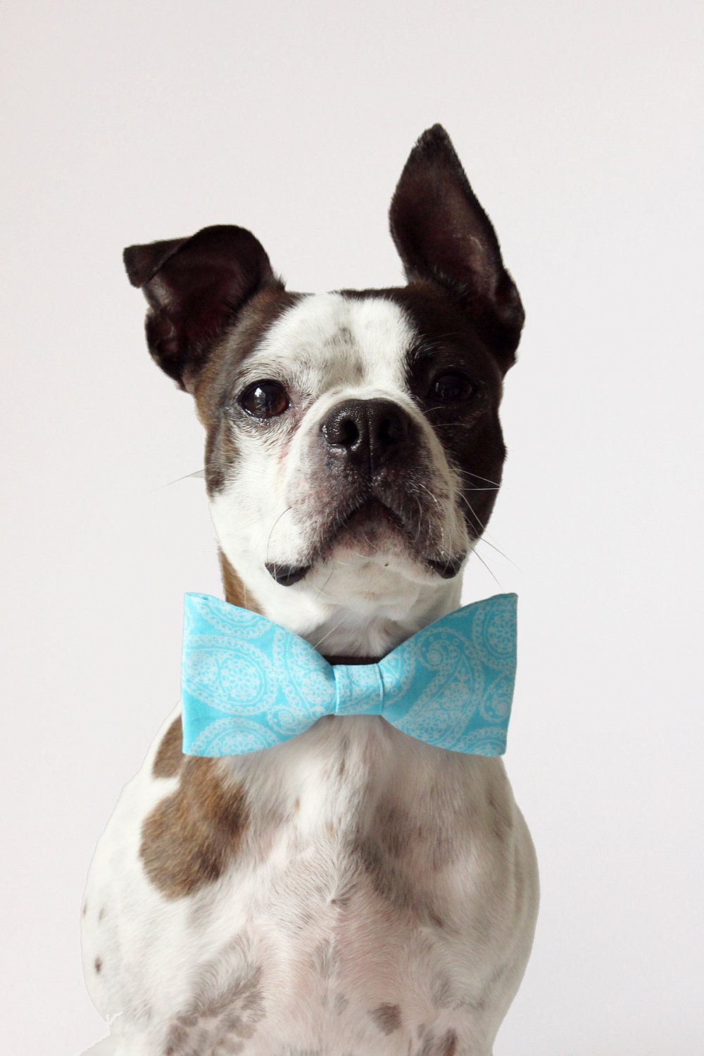 Blue Paisley Dog Bow-tie - Dog Collar Accessories - Wedding Accessories for Dogs