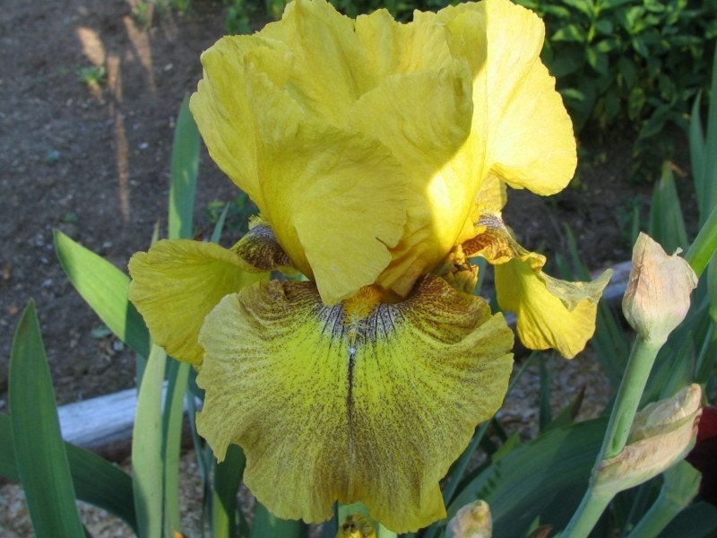Beautiful iris- DESERT ECHO