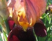RARE HEIRLOOM IRIS - VERT GALANT