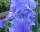 Beautiful Iris- VICTORIA FALLS