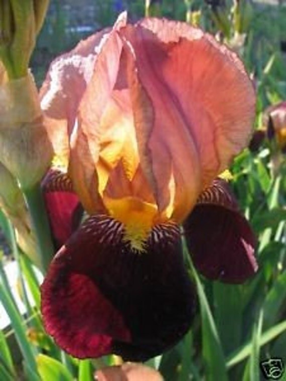 Unavailable Listing on Etsy