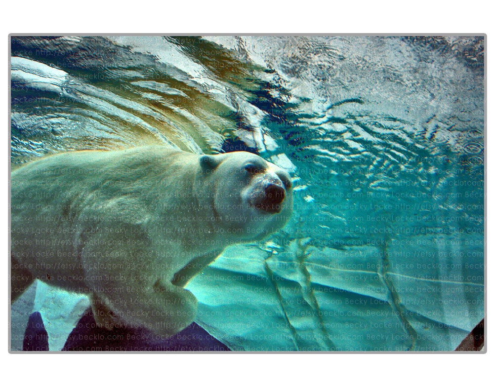 Swimming Polar Bear 11x14 photo Free Shipping Global
