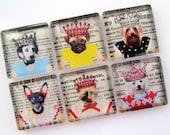 Funny Magnets - Pet Royalty - Set of Six 1 Inch Square Glass Magnets
