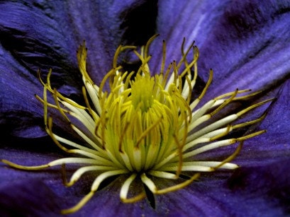 Take a Closer Look Clematis 8x10
