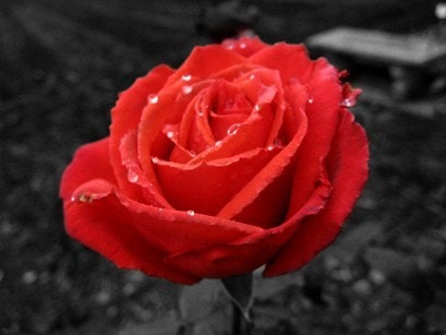 Red Rose After a Rain 8x10