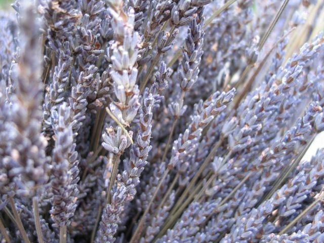 Organic  Dried Lavender 10 bunches