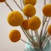 100 Stems  Dried Crasepdia