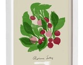 Radish Kitchen Art - Food illustration - Botanical Vegetable Decor - 11"x15" - archival fine art giclée print