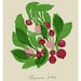Radish Kitchen Art - Food illustration - Botanical Vegetable Decor - 11"x15" - archival fine art giclée print