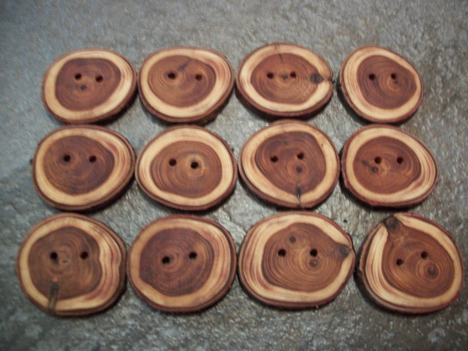 12 Arborvitae Buttons. 1.50 Inches Wide