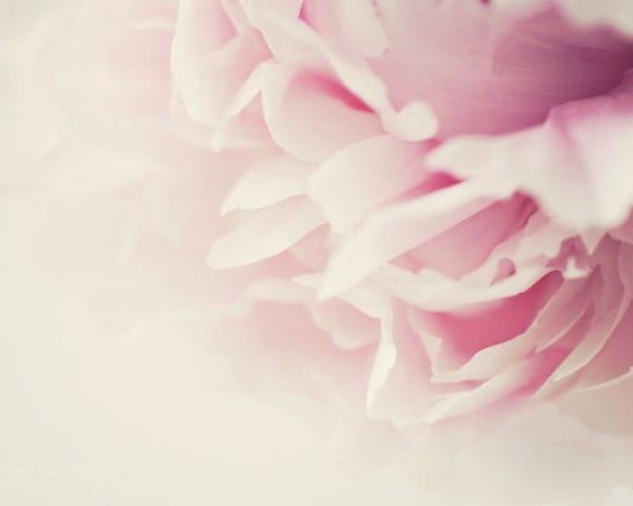peony - 8x10 fine art print