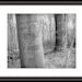 Love Tree 8x10 Inch Matted Personalized Carved Tree Photograph, Couples Names and Date on the Tree, Custom Family Print
