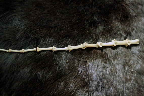 X10 Wolf Caudal Vertebrae Canine Wolf Tail By Desertrosetaxidermy