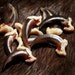x10 Coyote Claws - Real Bone, Taxidermy, P0034 - Grade A