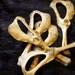 SALE - x2 Muskrat Pelvic Bones - Hips, Real Bone, Taxidermy, R001006 - Grade A