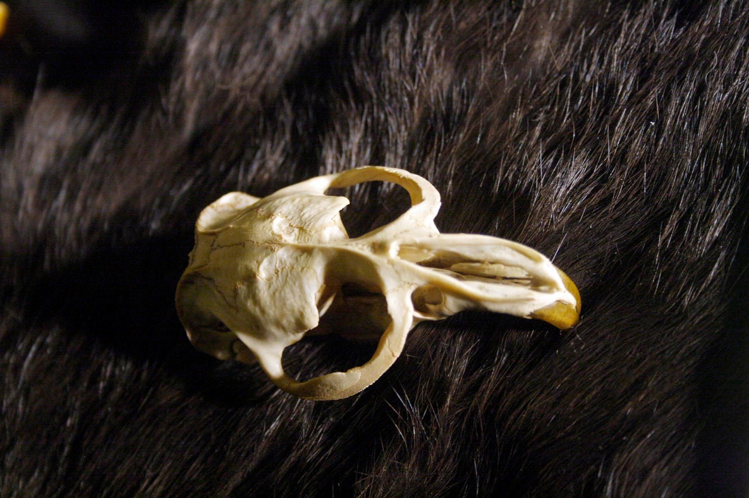 Muskrat Skull - Grade A, Top Only, Real Bone, Teeth, Taxidermy, B936