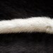 RESERVED - x1 Beige Mink Tail - Tanned Fur, Hide, Taxidermy, T590 - Grade A