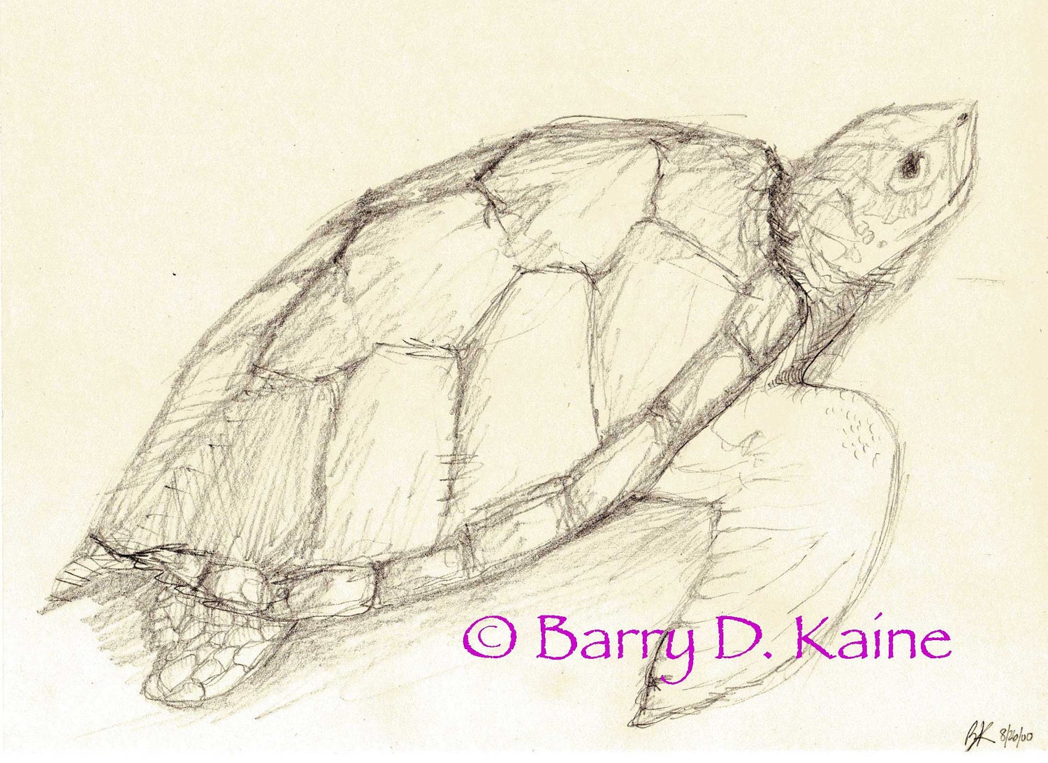 Sea Turtle pencil drawing 680 print by Artitorium on Etsy