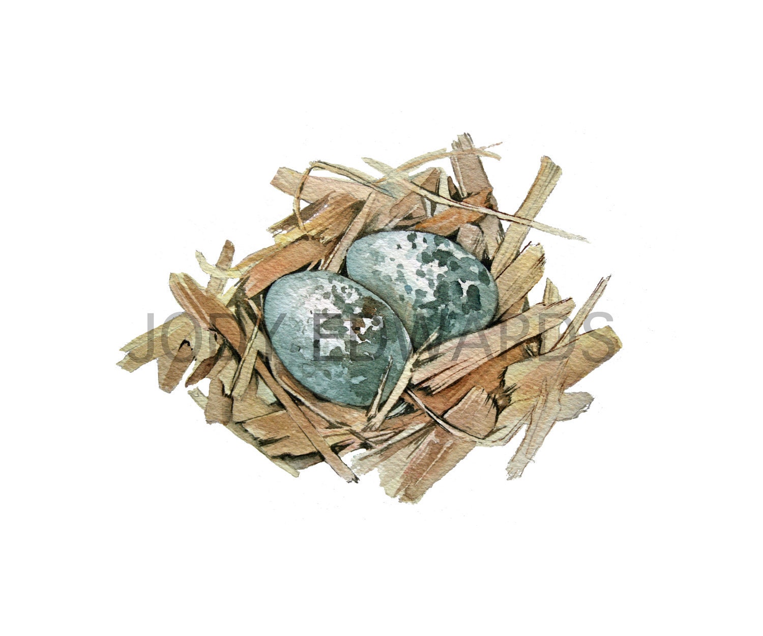 Nest with eggs - Killdeer - Archival Quality Print