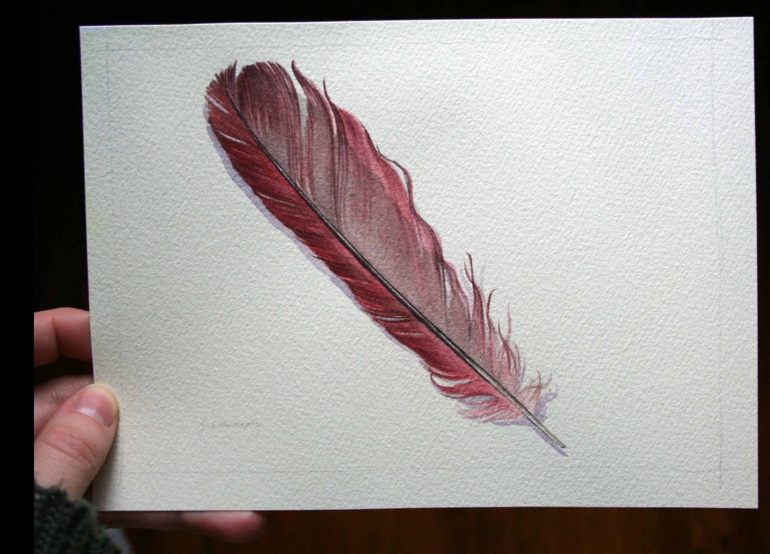 Cardinal Feather