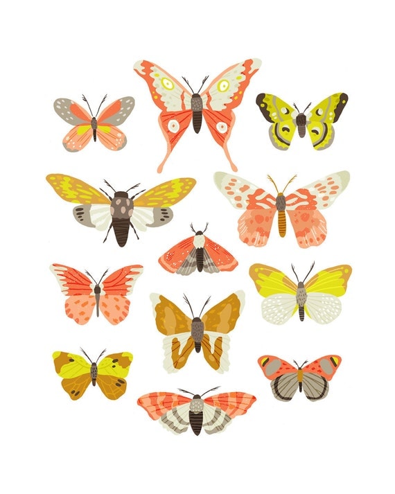 Art Print - Moth Identification Chart