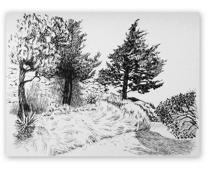 Original ink drawing, 'Pine trees at Villeneuve, Avignon', indian ink, black ink, 9x12 inches