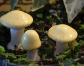 Enchanting Miniature Mushrooms