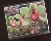 Pink and Green Orchid Flower Fine Art Photo Greeting Card