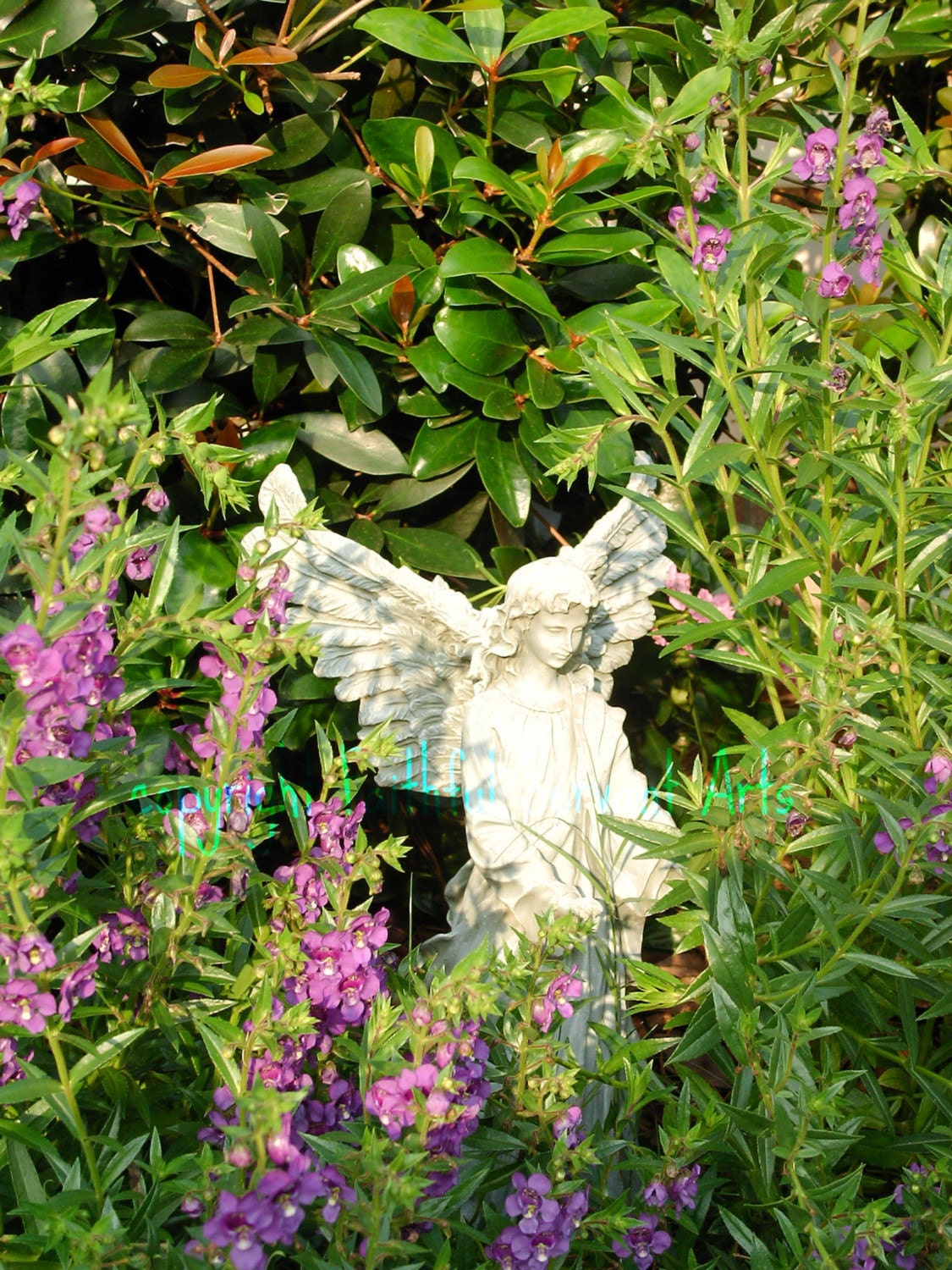 Garden Angel violet