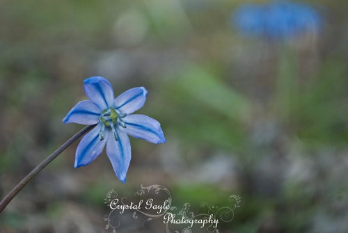 Blue Wild Flower Beautiful Macro Photography Print Nature Wall decor Art