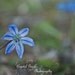Blue Wild Flower Beautiful Macro Photography Print Nature Wall decor Art