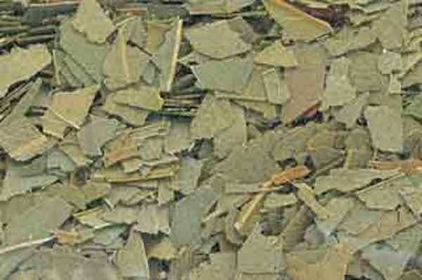 1 oz Eucalyptus Leaf