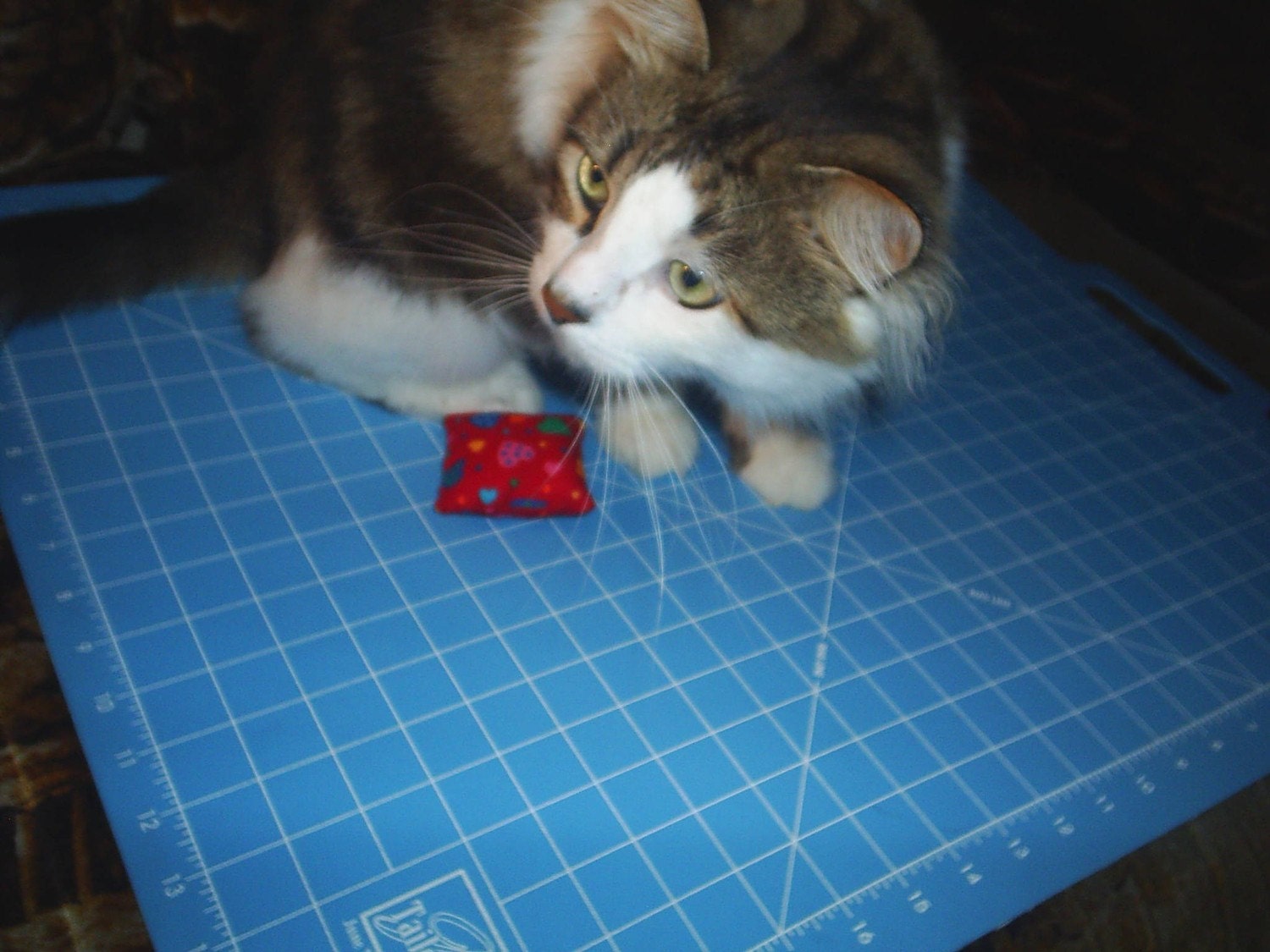 Catnip Mini Pillow Toy