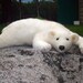 Handmade felted wool bear 45 cm - white big bear on BinneBear collection