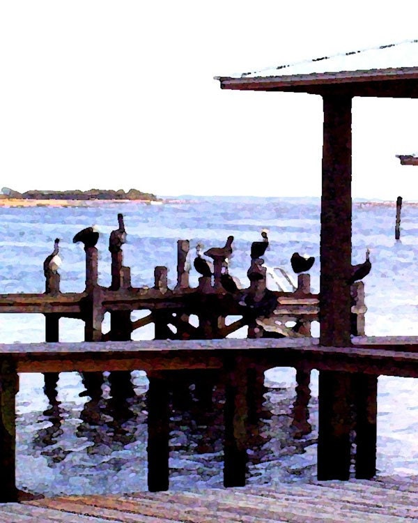 Pelicans at Horseshoe Beach