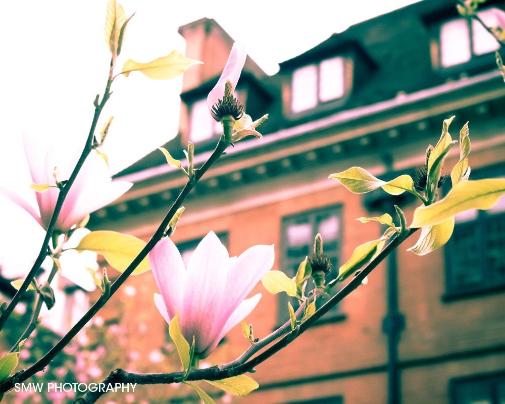 Flowers in Kensington