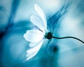 6x6 FINE ART PRINT, nature photography, flower, blue, cosmo, elegant, delicate